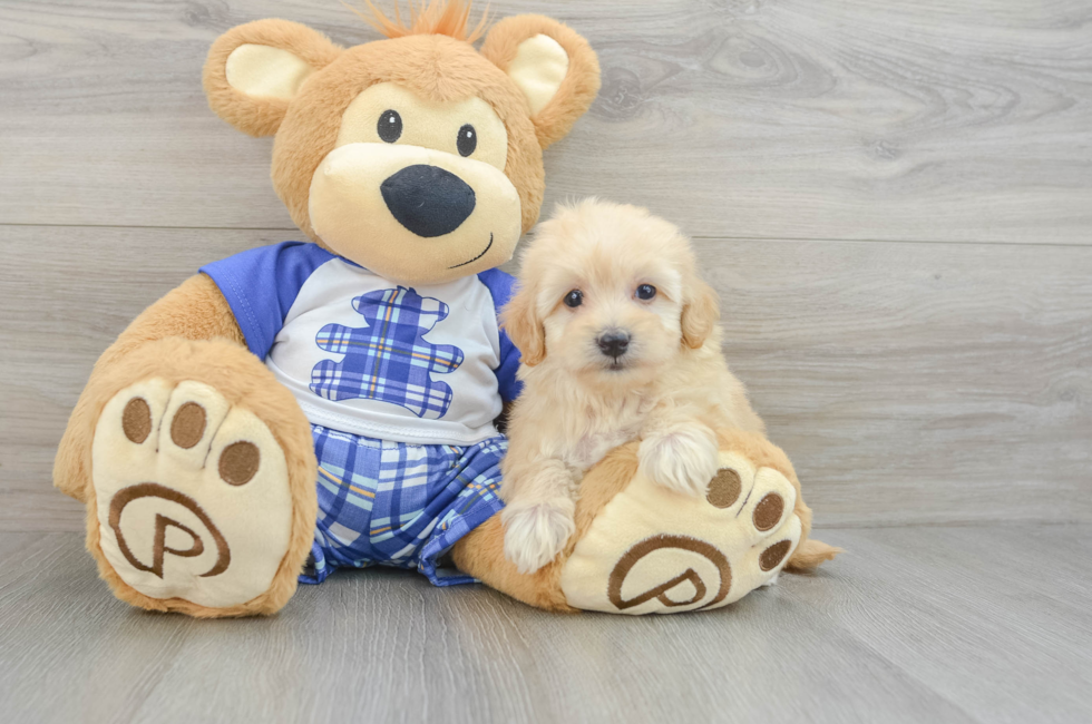 6 week old Maltipoo Puppy For Sale - Seaside Pups