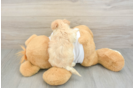 Best Maltipoo Baby