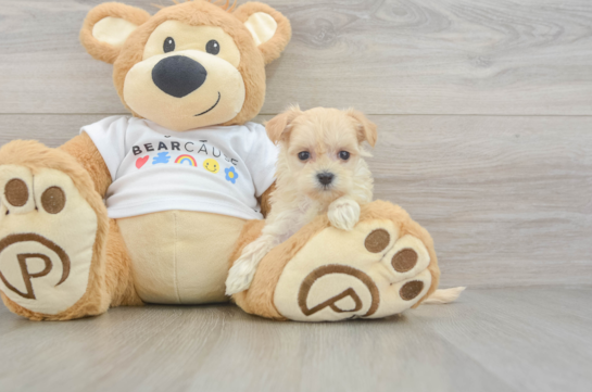 Best Maltipoo Baby