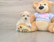 7 week old Maltipoo Puppy For Sale - Seaside Pups