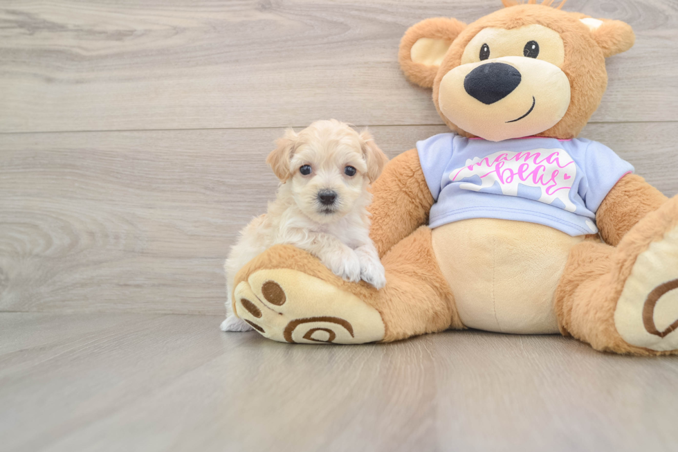 Petite Maltipoo Poodle Mix Pup