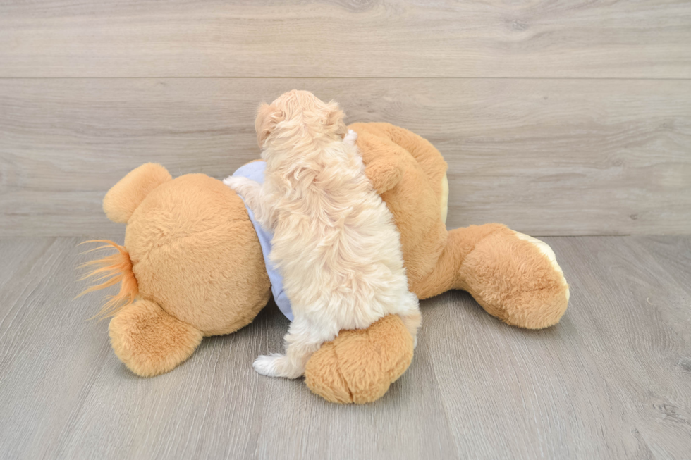 Little Multipoo Poodle Mix Puppy