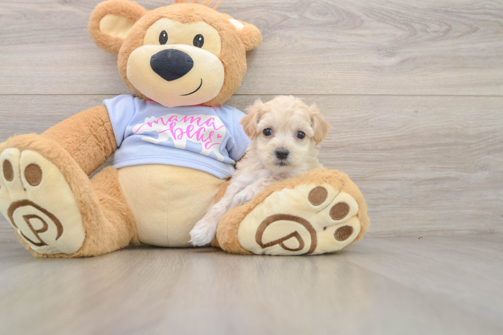 Smart Maltipoo Poodle Mix Pup