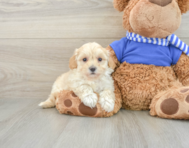 9 week old Maltipoo Puppy For Sale - Seaside Pups