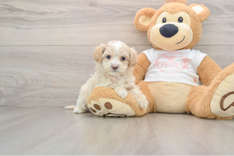 Best Maltipoo Baby