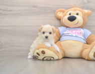 7 week old Maltipoo Puppy For Sale - Seaside Pups