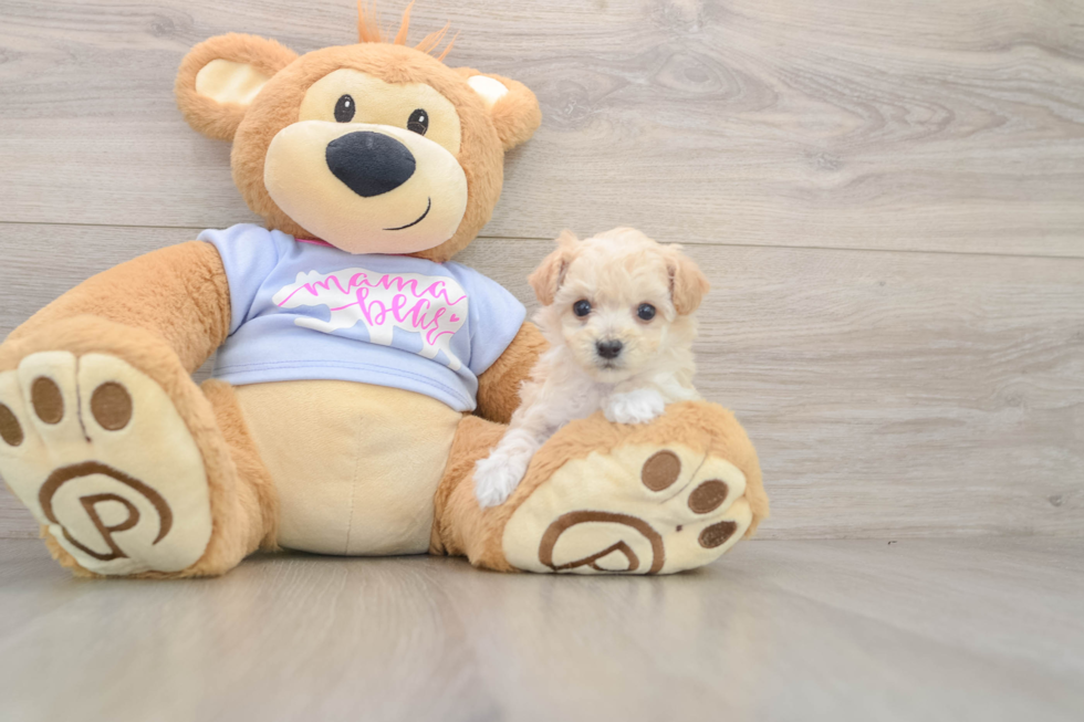 Funny Maltipoo Poodle Mix Pup