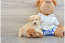 Maltipoo Pup Being Cute