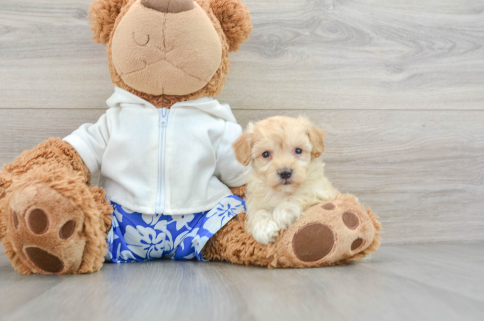 6 week old Maltipoo Puppy For Sale - Seaside Pups