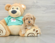 8 week old Maltipoo Puppy For Sale - Seaside Pups