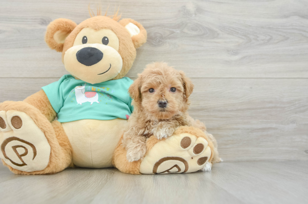 6 week old Maltipoo Puppy For Sale - Seaside Pups