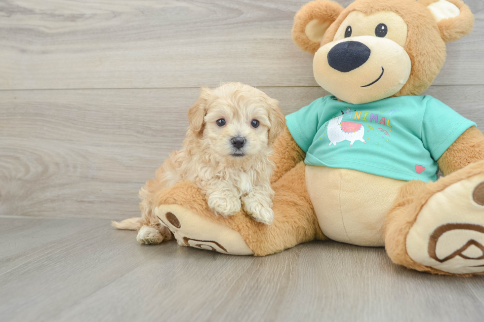 Best Maltipoo Baby