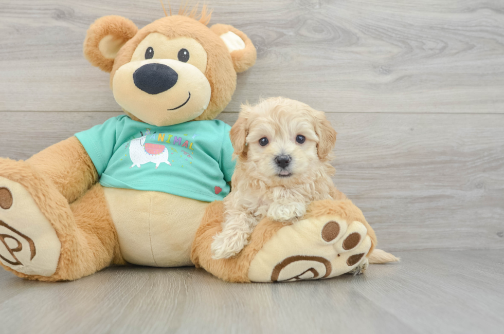 5 week old Maltipoo Puppy For Sale - Seaside Pups