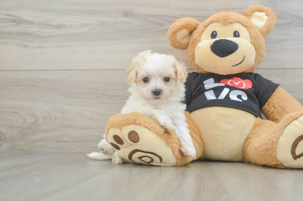 6 week old Maltipoo Puppy For Sale - Seaside Pups