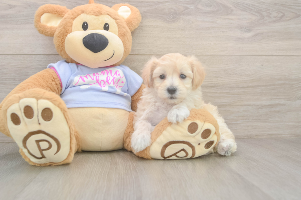 6 week old Maltipoo Puppy For Sale - Seaside Pups