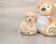 6 week old Maltipoo Puppy For Sale - Seaside Pups