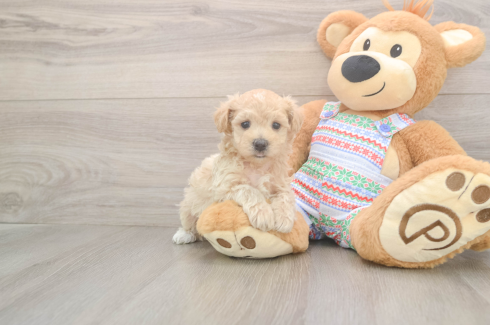 5 week old Maltipoo Puppy For Sale - Seaside Pups