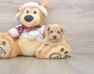 8 week old Maltipoo Puppy For Sale - Seaside Pups