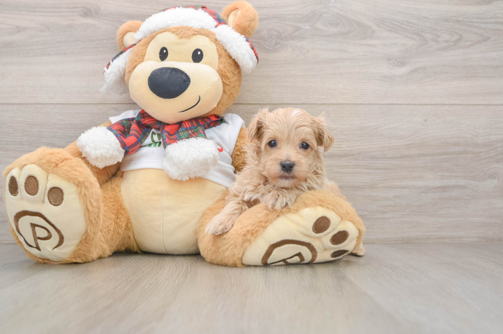 5 week old Maltipoo Puppy For Sale - Seaside Pups