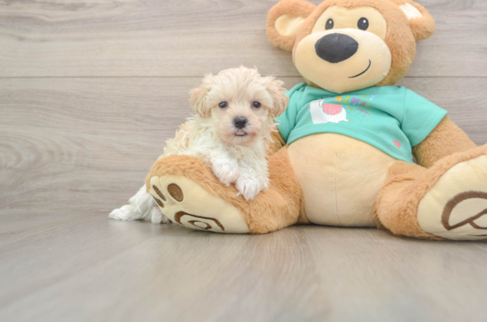 Maltipoo Pup Being Cute