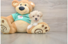 Funny Maltipoo Poodle Mix Pup