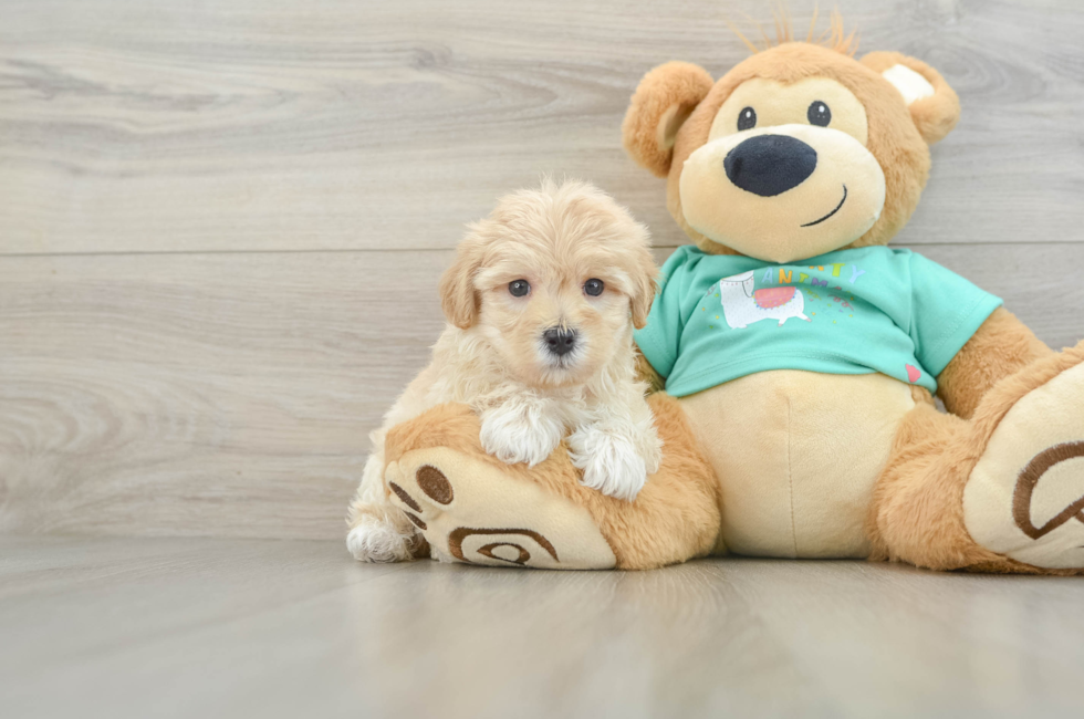 6 week old Maltipoo Puppy For Sale - Seaside Pups