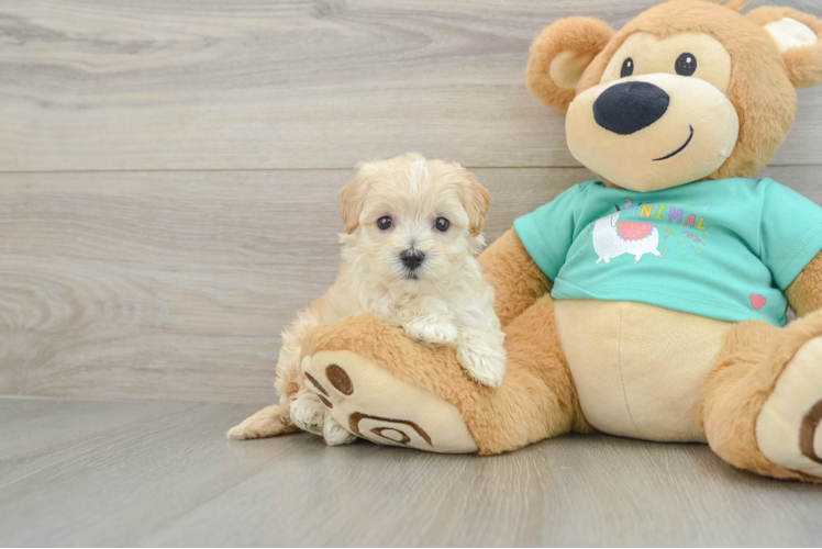 Maltipoo Puppy for Adoption