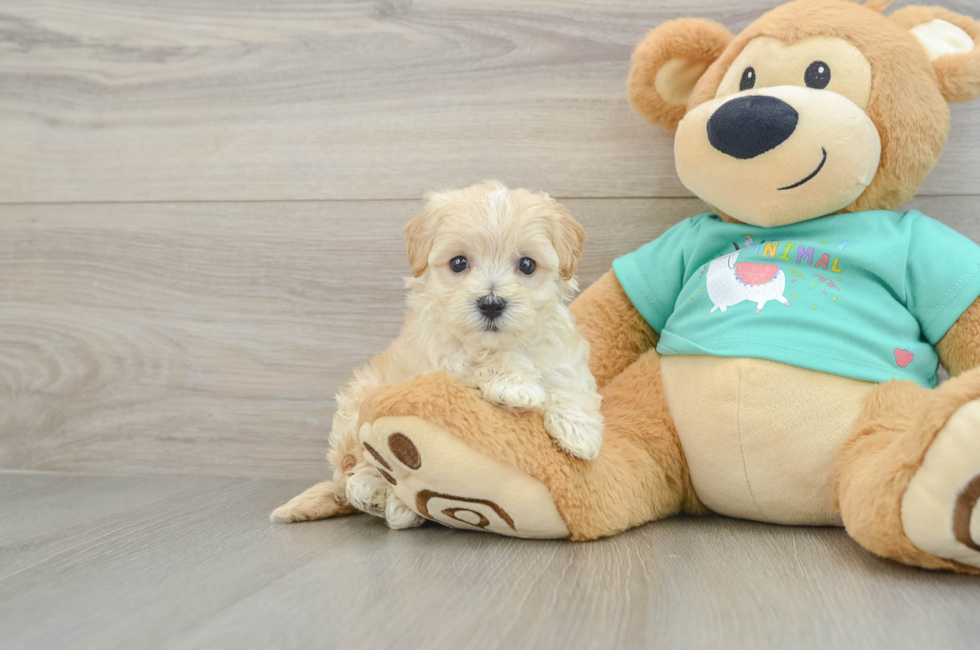 5 week old Maltipoo Puppy For Sale - Seaside Pups
