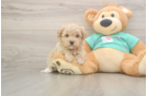 Maltipoo Pup Being Cute