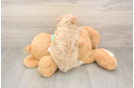 Best Maltipoo Baby