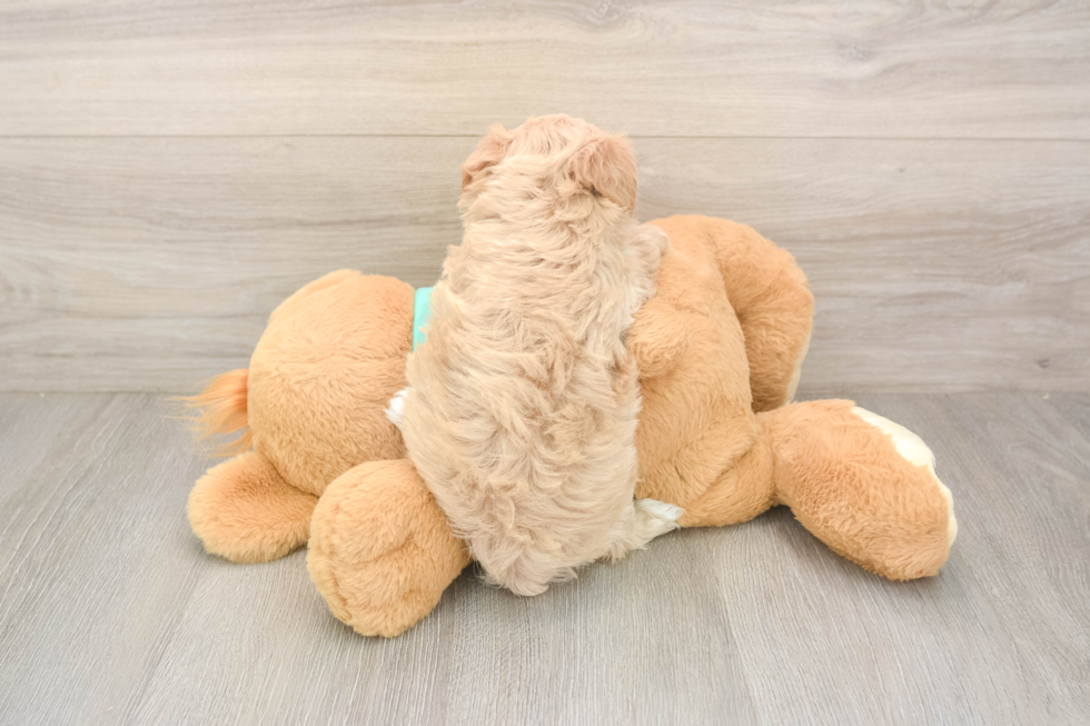 Best Maltipoo Baby