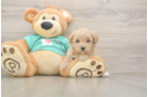Petite Maltipoo Poodle Mix Pup