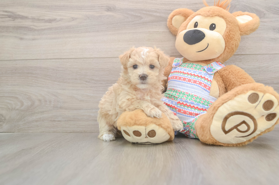 5 week old Maltipoo Puppy For Sale - Seaside Pups