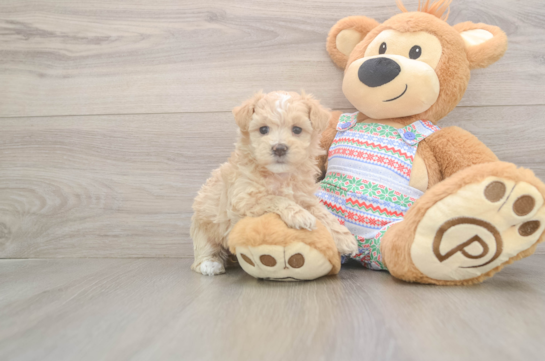 Maltipoo Pup Being Cute