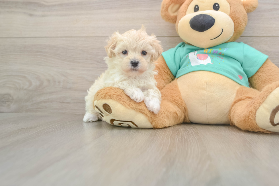Best Maltipoo Baby
