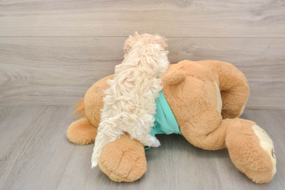 Maltipoo Puppy for Adoption