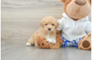 Friendly Maltipoo Baby