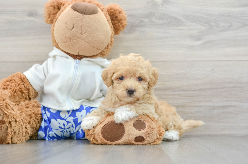 6 week old Maltipoo Puppy For Sale - Seaside Pups