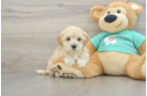 Fluffy Maltipoo Poodle Mix Pup