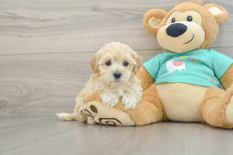 Fluffy Maltipoo Poodle Mix Pup