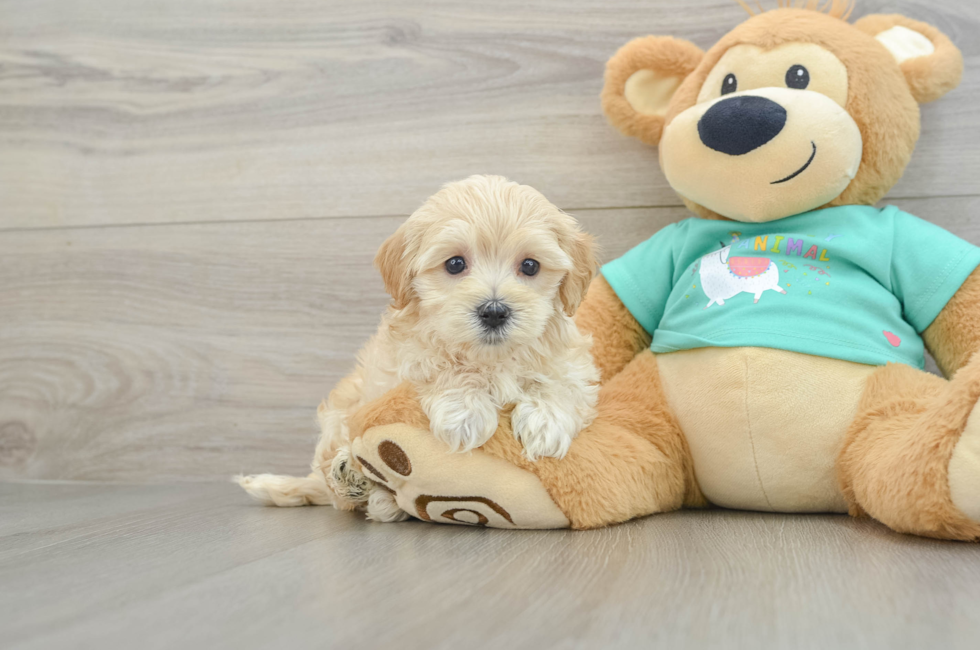 5 week old Maltipoo Puppy For Sale - Seaside Pups
