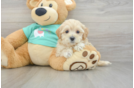 Maltipoo Pup Being Cute