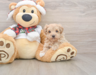 8 week old Maltipoo Puppy For Sale - Seaside Pups