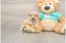 Maltipoo Pup Being Cute