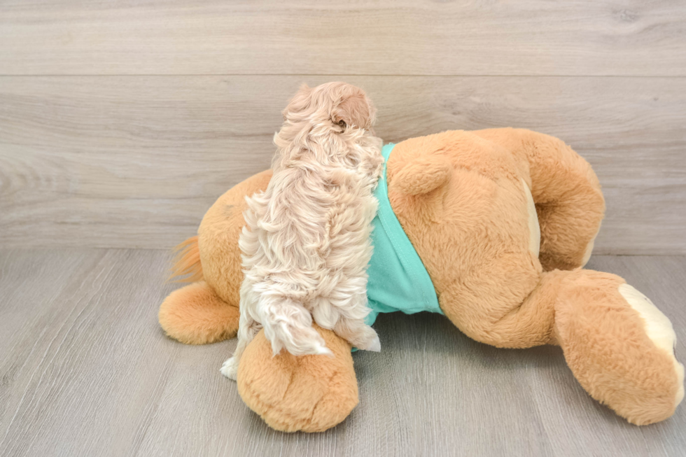 Best Maltipoo Baby