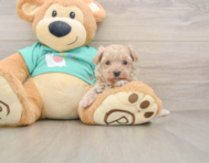 9 week old Maltipoo Puppy For Sale - Seaside Pups