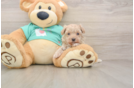 Maltipoo Puppy for Adoption