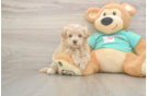 Best Maltipoo Baby