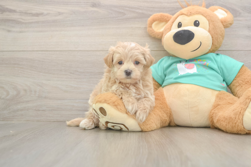 Best Maltipoo Baby