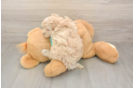 Sweet Maltipoo Baby